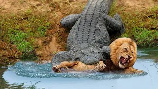 CROCODILO GIGANTE ATACA LEÃO DE JEITO NA ÁGUA