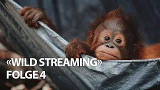 «Wild Streaming»: Schlafenszeit für kleine Orang-Utans (Folge 4) #WeltOrangUtanTag2020