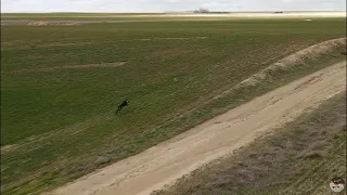 Carreras de galgos desde dron 2020-2021