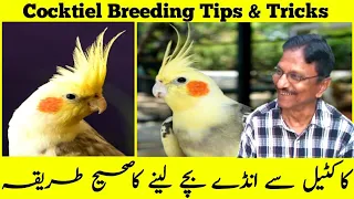 Cockatiels Basic Tip information For Beginners How To Breed Cockatiels