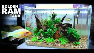 Aquascape Tutorial: GOLDEN RAM Aquarium Using POND SOIL (How To: Non co2 Planted Tank Guide)