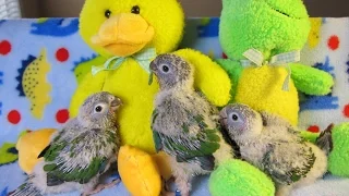 Hand Feeding 4 week old Baby Green Cheek Conures