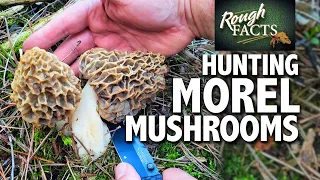 Hunting Morel Mushrooms (Where To Find BIG Morels)
