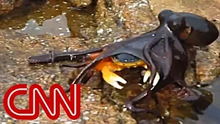 Octopus leaps out of water, grabs crab