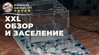 Как заселить муравьёв в муравьиную ферму XXL AntsMinsk?