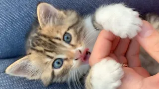 Lovely kitten meowing and licking finger.