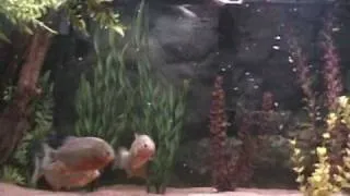 Best Video Ever Red Belly Piranha Chomps Mouse