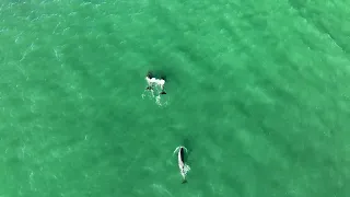Striped Dolphins just off the cliffs in Cascais, Portugal!! Closeup high-res drone footage