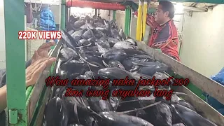 Wow Amazing Setting Catch 200 Tons Skipjack Tuna | DIRECT Brine Storage Processing