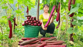 Harvesting Big Squash Goes To Market Sell - Farm life | New Free Bushcraft