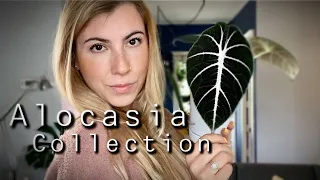 Houseplant Collection Tour! All my Alocasia + my Alocasia wishlist