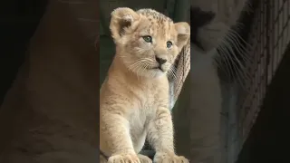 Lioness Teasing her Little Cub🥰 #shorts #wildcats #youtubeshorts #funnyvideo #funnyanimalvideos