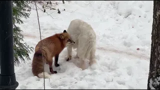 Alice the fox. White defends his lunch.