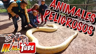 Animales Peligrosos - Visitamos una granja con animales de todo tipo.