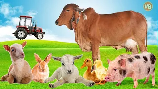 Facts about Farm Animals, Cow, Horse, Pig, Duck, Animal Sound