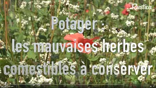 Des herbes sauvages comestibles au potager