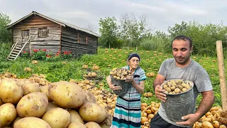 WE COLLECTED TONS OF POTATOES FROM THE GARDEN AND PREPARED DELICIOUS RECIPES