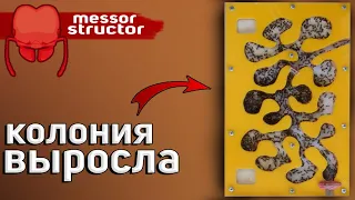 МОЯ САМАЯ ОГРОМНАЯ КОЛОНИЯ ЖНЕЦОВ - MESSOR STRUCTOR!!!