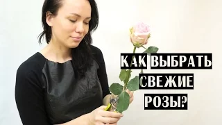 КАК ВЫБРАТЬ СВЕЖИЕ РОЗЫ? КАК СОХРАНИТЬ РОЗЫ ДОМА?