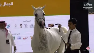 N 267 GIRLAN BEY   Kingdom International Championship for Arabian Horse 2024   Stallions 10+ Years O