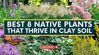 Best 8 Native Plants That Thrive in Clay Soil 🌷🌾🍃 // Gardening Tips