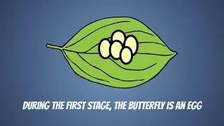 Butterfly Life Cycle for Kids