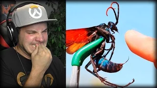 TARANTULA HAWK STING - Reaction