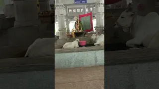 Govu Pooja in Alipiri metlu , tirupati 🙏