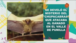 Develan el misterio del chupacabras en el noroeste cordobés