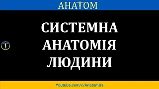 СИСТЕМНА АНАТОМІЯ ЛЮДИНИ