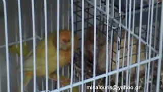 Breeding canaries ... step by step