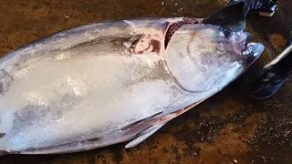 Cut Over 300 kg Bluefin Tuna in 3 minutes