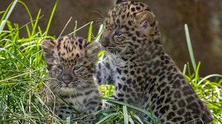 Endangered Amur Leopard Cubs Pounce and Play