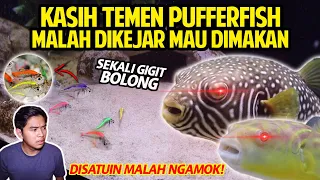 KASIH TEMEN PUFFERFISH MALAH DIKEJAR MAU DIMAKAN! PLASTIK DIGIGIT SAMPE BOLONG! FAHAKA & RETICULATED