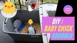 Cheap & EASY Baby Chicken Brooder!