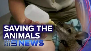 Scientists fear a billion animals have died in fires | Nine News Australia