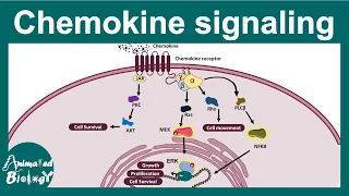 Chemokines | Chemokine signaling | Chemokines and cancer | how Chemokines work? USMLE step 1