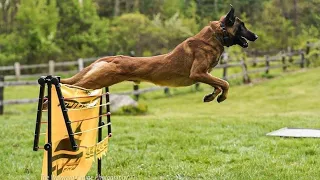 Малинуа - сборник видео  2021 "Бельгийская овчарка" Malinois - video collection2021 Belgian Shepherd