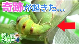 【奇跡】ハラビロカマキリの交尾が神秘的過ぎた