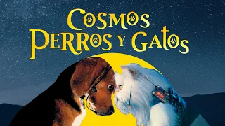 Perros y gatos en una historia cósmica entrelazada contigo