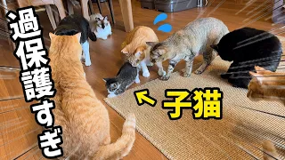 【多頭飼育】たくさんの先住猫たちに子猫を見せたら過保護すぎましたwww