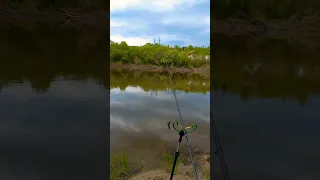 Река Ока! Алексин! Рыбка клюёт. #fishing