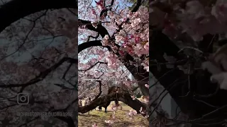 Cherry Blossom at Shinjuku Gyoen National Park #cherryblossom #shinjukugyoen #tokyo #japan