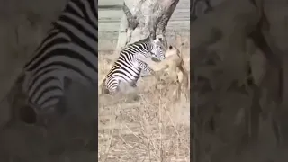 Lion🦁🦁 Wrestling with Zebra🦓 ...