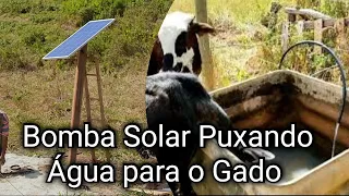 Bomba Solar com Placa de 150 Watts, Puxando Água para o Gado