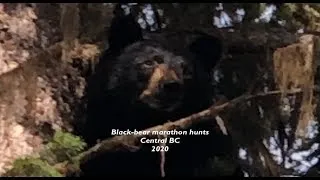 Marathon Spring Bear hunt 2020    HD 720p