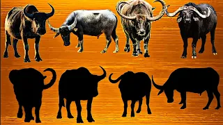 Cute Animal Puzzle //Buffalo puzzle video//indians cute Animal #Puzzledunia