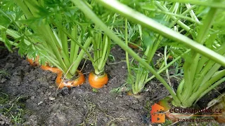 Jak pěstovat mrkev ze semen🥕. Daucus carota