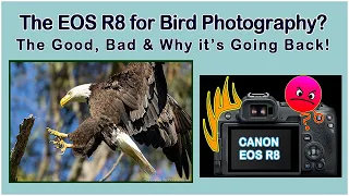 Canon EOS R8 For Bird Photography? The Good, Bad, & Reasons Why I'm Sending it Back.