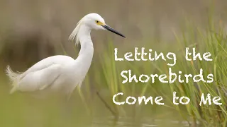 Sitting on the Rocky Connecticut Coast Letting the Birds Come to Me